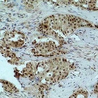 Histone H3 (MonoMethyl-R26) Rabbit Polyclonal Antibody