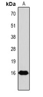 Histone H3 (Phospho-T3) Rabbit Polyclonal Antibody