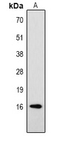 Histone H3 (Phospho-T32) Rabbit Polyclonal Antibody