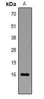 Histone H3 (Phospho-Y41) Rabbit Polyclonal Antibody