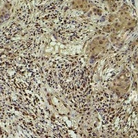 Histone H3 (Phospho-Y41) Rabbit Polyclonal Antibody