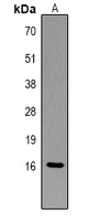Histone H3 Rabbit Polyclonal Antibody