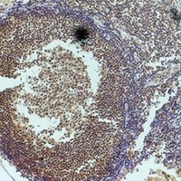 Histone H3 Rabbit Polyclonal Antibody