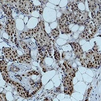 Histone H4 (Acetyl-K12) Rabbit Polyclonal Antibody