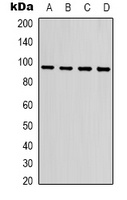 HSP90 alpha Rabbit Polyclonal Antibody