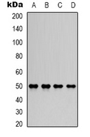 KCNN4 Rabbit Polyclonal Antibody