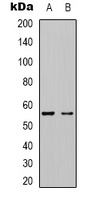 Kv1.1 Rabbit Polyclonal Antibody