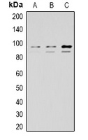 STAT1 Rabbit Polyclonal Antibody