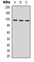 STAT2 Rabbit Polyclonal Antibody