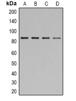 STAT1 (Phospho-Y701) Rabbit Polyclonal Antibody