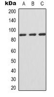 IFNGR1 Rabbit Polyclonal Antibody