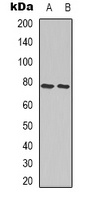 Ezrin/Radixin/Moesin Rabbit Polyclonal Antibody