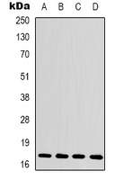 Histone H3 Rabbit Polyclonal Antibody
