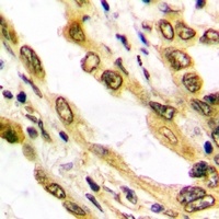Histone H3 Rabbit Polyclonal Antibody
