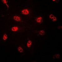 Histone H3 Rabbit Polyclonal Antibody