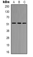 HNF4 alpha/gamma Rabbit Polyclonal Antibody