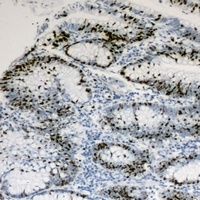 HNF4 alpha/gamma Rabbit Polyclonal Antibody