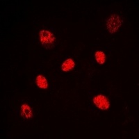 HNF4 alpha/gamma Rabbit Polyclonal Antibody