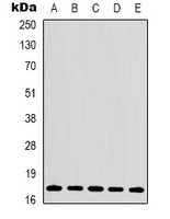 Histone H3 Rabbit Polyclonal Antibody