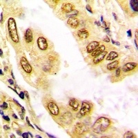 Histone H3 Rabbit Polyclonal Antibody