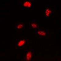 Histone H3 Rabbit Polyclonal Antibody