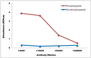 p38 (Phospho-Y182) Rabbit Polyclonal Antibody