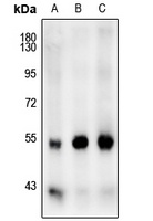 JNK1/2/3 Rabbit Polyclonal Antibody