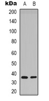 Syntaxin 1A (Phospho-S14) Rabbit Polyclonal Antibody