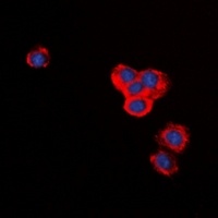 BID Rabbit Polyclonal Antibody