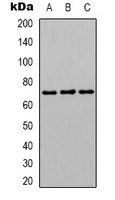 hnRNP L Rabbit Polyclonal Antibody