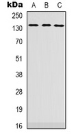 PLEKHG4 Rabbit Polyclonal Antibody