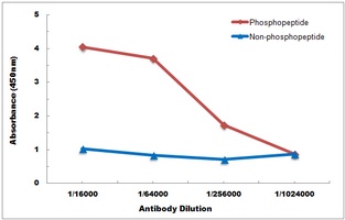 CPI17 (Phospho-T38) Rabbit Polyclonal Antibody