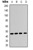 Adenosine A2a Receptor Rabbit Polyclonal Antibody