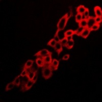 Adenosine A2a Receptor Rabbit Polyclonal Antibody