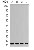 ASC Rabbit Polyclonal Antibody