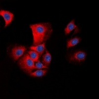 ASC Rabbit Polyclonal Antibody