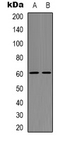 Neuroglycan C Rabbit Polyclonal Antibody