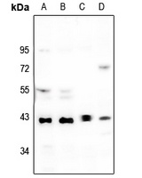 p38 Rabbit Polyclonal Antibody