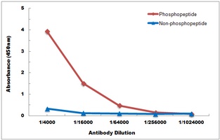 IRF3 (Phospho-S385) Rabbit Polyclonal Antibody