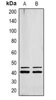 ERK1/2 (Phospho-Y222/205) Rabbit Polyclonal Antibody