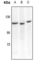 CD29 Rabbit Polyclonal Antibody