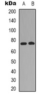 c-RAF Rabbit Polyclonal Antibody
