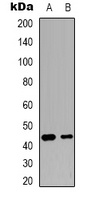 c-Jun Rabbit Polyclonal Antibody