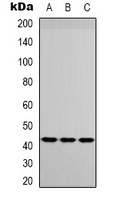 IGFBP3 Rabbit Polyclonal Antibody