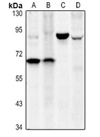 CD127 Rabbit Polyclonal Antibody