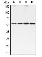 SRF Rabbit Polyclonal Antibody
