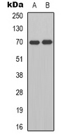HGF activator Rabbit Polyclonal Antibody
