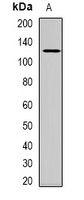 USP48 Rabbit Polyclonal Antibody