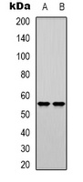 DNA Polymerase mu Rabbit Polyclonal Antibody