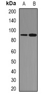 STAT1 Rabbit Polyclonal Antibody
